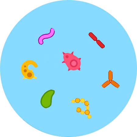 microbiome